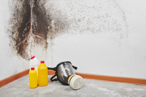 Professional Mold Remediation in Viola, IL
