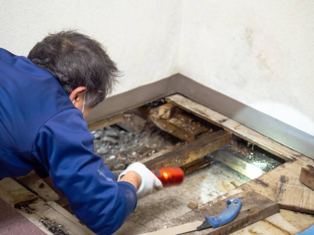 Best Post-Flood Mold Remediation in Viola, IL