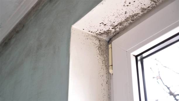 Best Mold Testing and Inspection Services in Viola, IL