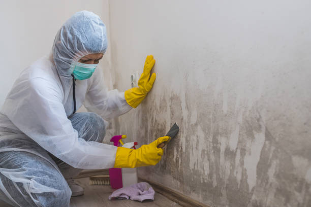 Viola, IL Mold Remediation Company