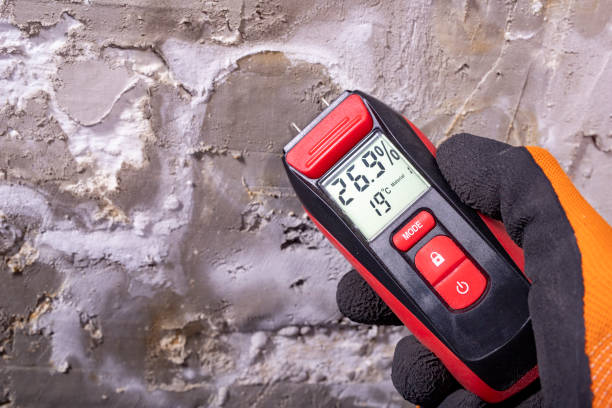 Best Preventive Mold Services in Viola, IL