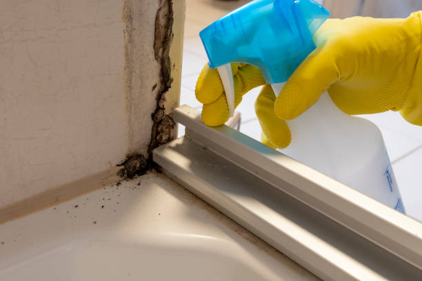 Best Basement Mold Remediation in Viola, IL