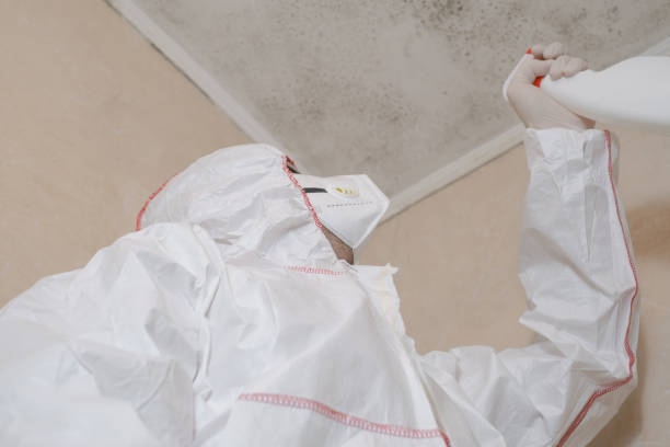 Best Industrial Mold Remediation in Viola, IL