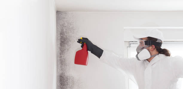Best Bathroom Mold Remediation in Viola, IL