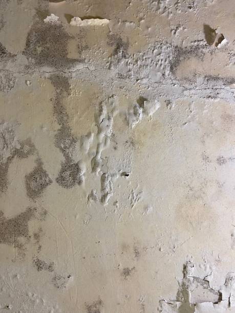 Best Post-Flood Mold Remediation in Viola, IL