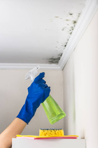 Best Crawl Space Mold Remediation in Viola, IL