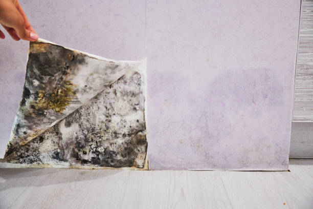 Best Preventive Mold Services in Viola, IL